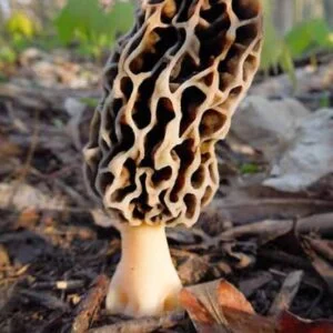 gucchi mushroom