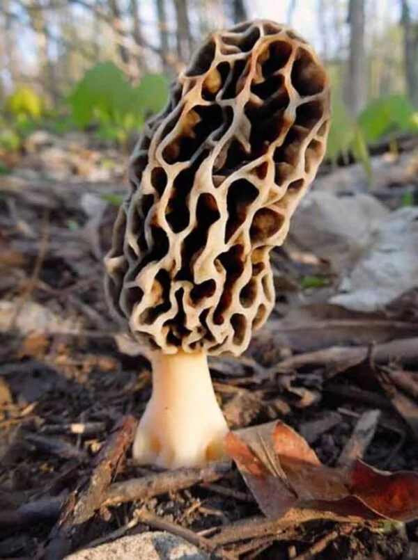 gucchi mushroom